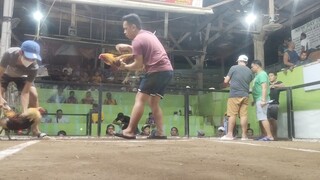 B&V Gold First Fight WIN