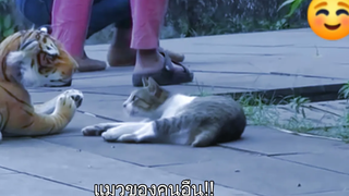 cat vs tiger แมวคนอืนเจอเสือกับ แมวของผมเจอเสือ!!