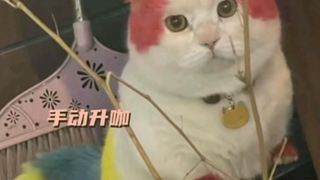 صاحب القط الصغير يجب أن يحبه كثيرًا