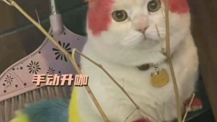 เจ้าของน้องแมวน่าจะรักเขามากแน่ๆ