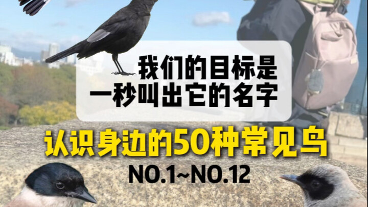 Let’s get to know our little bird neighbors together!