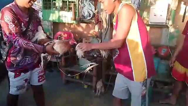 spar lang muna 6month old white choco