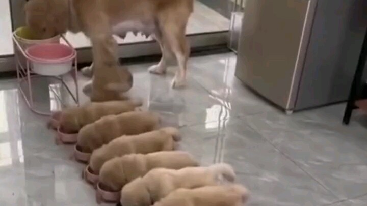 Một cô gái nuôi hai chú chó cưng. Sau khi chúng mang thai và sinh con, cô lập tức bối rối: Sao lại đ