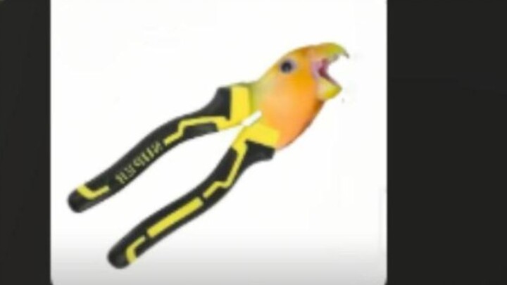 This parrot is a bit too clingy!