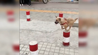 Chó cute xem là cười híp mắt