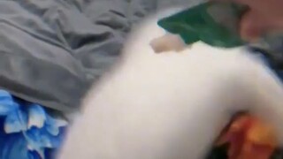 Cat Funny Moments 😂😅😜