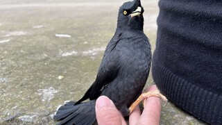 [Animals]Funny conversastion between a mynah and his owner