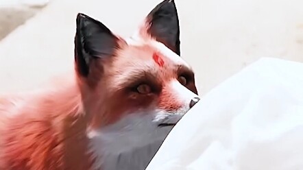 Xiaojiu didn't know that Susu was her aunt, but she was the only person in the Nine Heavens who trea