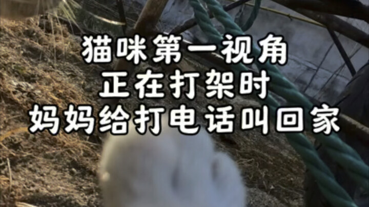 Aku nelponin kucing di rumah biar pulang, ternyata dia lagi berantem sama kucing lain!