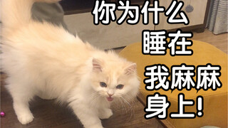 猫：你为什么要来我家 你没有自己的家吗