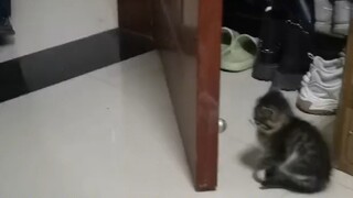 Kittens will hide and scare you