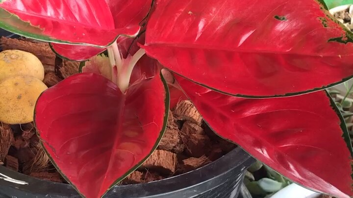 เจ้าดอกไม้