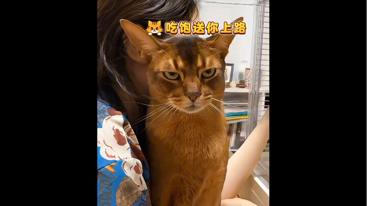 "Envy makes the cat unrecognizable."