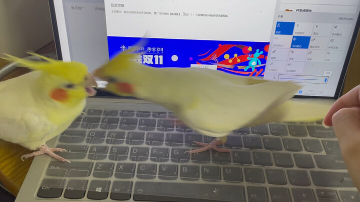 Animal|Naughty Parrot|Keyboard Removal