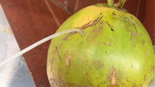 The old master sells coconuts for 5 yuan each