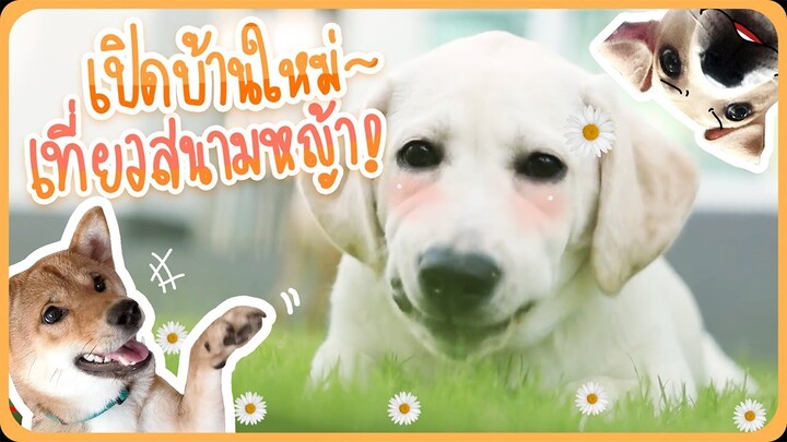 พาขนเพ็ทไปบ้านใหม่ ! EP.6 - KHONPETS