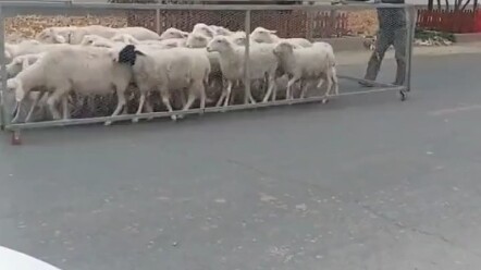 คุณลุงกับ “สิ่งประดิษฐ์แบบใหม่” พาฝูงแกะออกเดินทาง