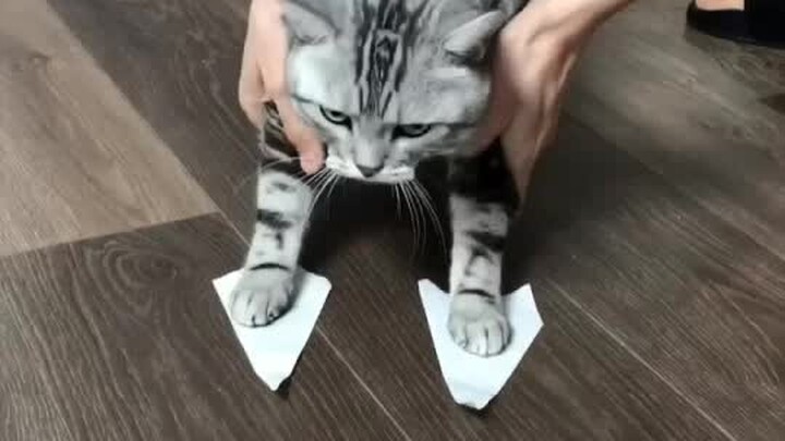 What does a cat do when it encounters tape?