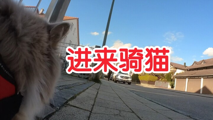 The kitty car has sped up!