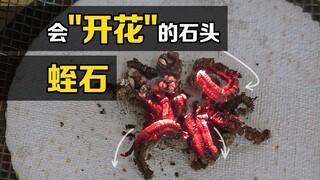 "Vermiculite" là gì? Đốt một vài viên đá bằng lửa và hiện tượng thú vị sẽ xảy ra.