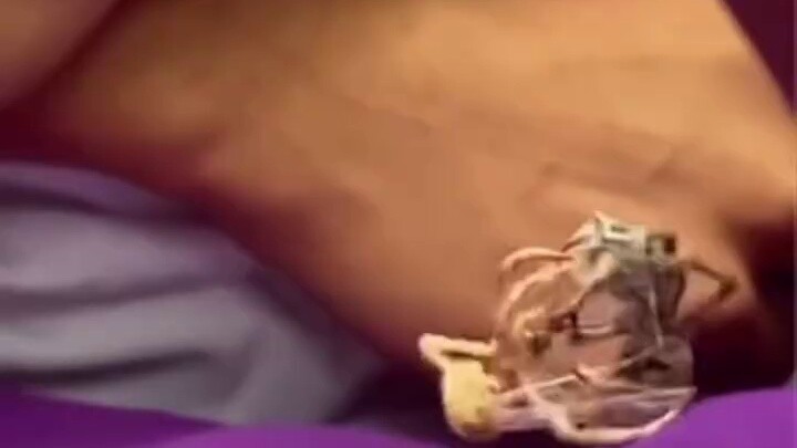 Electronic fighting spider, it’s open, it’s open.