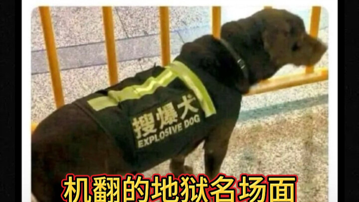 Huer Street Watch | A Major Fiasco in Chinese-to-English Translation: Explosive Detection Dog = An E