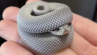 (Avoid if you're afraid of snakes) Snakes can be so cute too