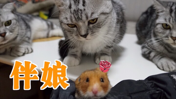 Planning to buy a mouse to be the bridesmaid for three cats! Reading the comments: Yogurt + Laoganma