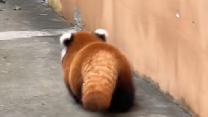 Panda merah yang sangat gemuk dan montok, berlari dengan goyang-goyang