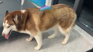 ربط بالون هيدروجين على رأس كلب الراعي، وظهرت الكلاب الدائمة الحركة!