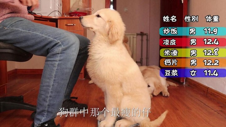 Ai là con cún gầy nhất trong đàn? Cuộc so kè cân nặng mỗi tháng một lần – thử xem ai xứng đáng nhận 