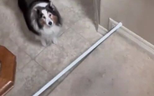 Cư dân mạng đã ghi lại hình ảnh chú chó suốt 13 năm trời cứ mỗi ngày lại canh chừng cô chủ nơi bậc t