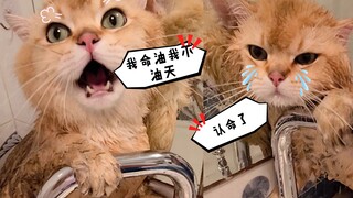 鸡腿猫:我命油我不油天！ 铲屎官:油才洗你！