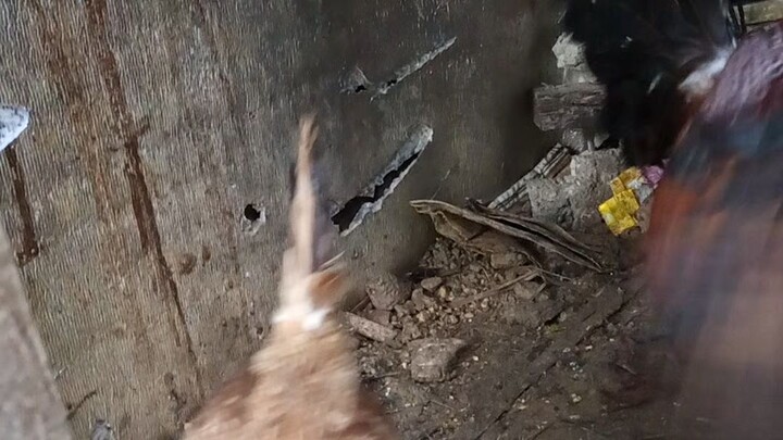ito na Yung breeding ko Ngayon mga idol hen: Rubblehatch Yung meal: Tornado hatch