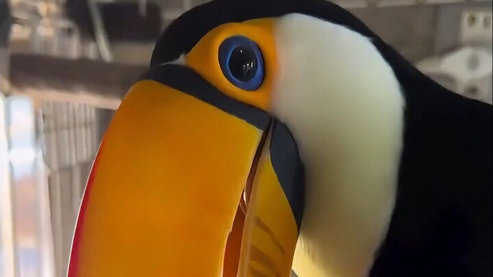 A mischievous, clingy toucan—bird-world’s very own teddy bear!