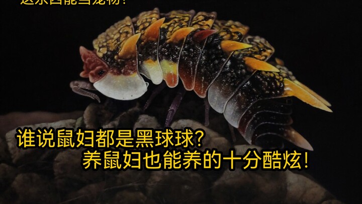 Woodlice: The Underappreciated, High-颜值 Pet!
