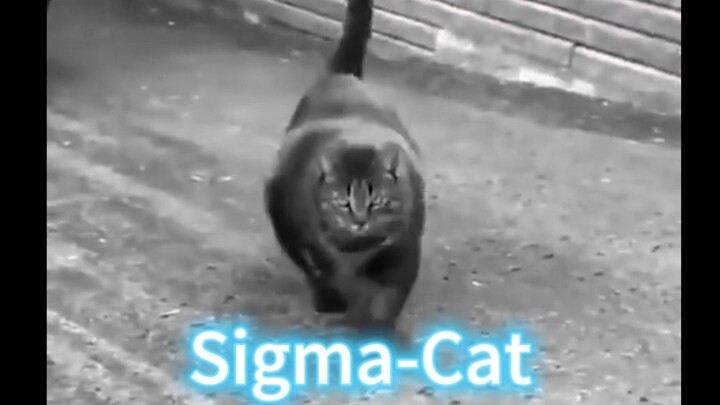 SIGMA Cat