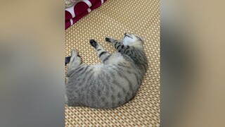 Ngày hum nay chắc anh mới ngụ được 20 tiếng 🥲 meow meocute fyp