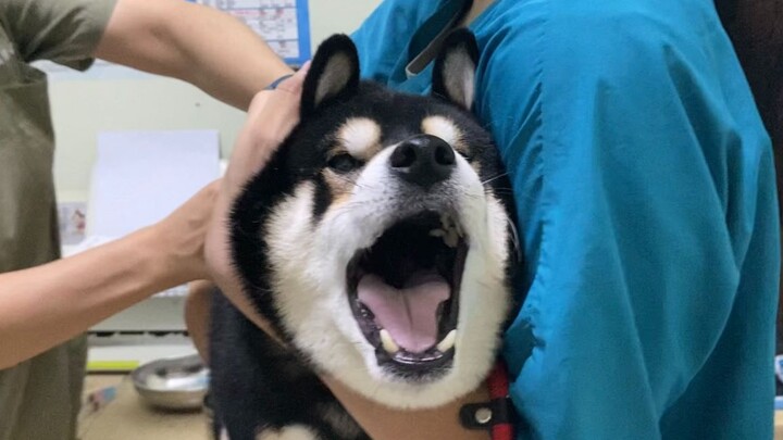 Shiba Inu turns into a Husky with a terrifying scream—Don’t come near me!