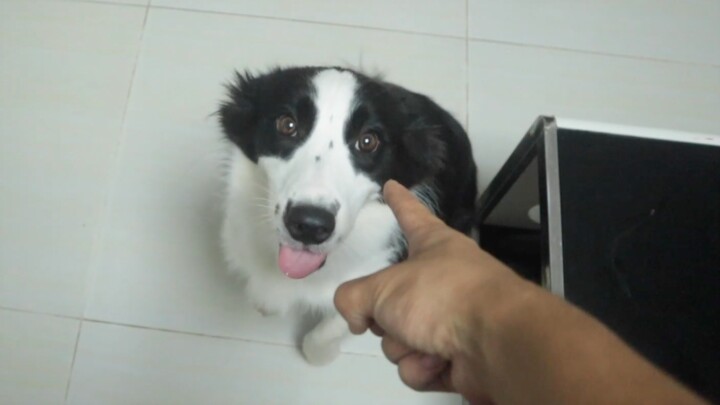 Tidak berbicara, hanya menggunakan gerakan tangan; apakah border collie bisa memahami maksud tuannya