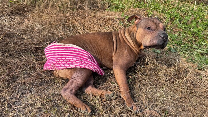 Humans are thriving, while dogs are completely defeated.