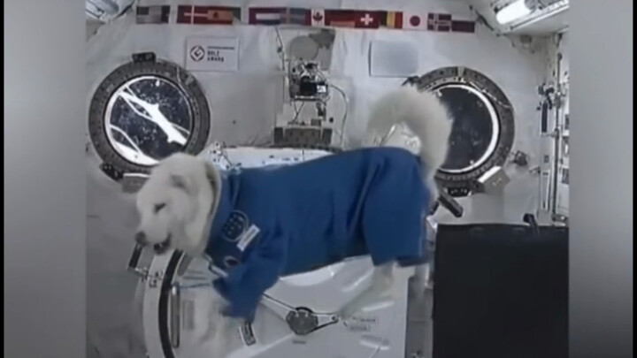 Chú chó con: Con người cũng ở đây, chắc là không sao đâu.