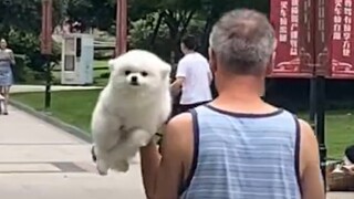 "Anjing dan kucing yang dibesarkan oleh kakek nenek bertahun-tahun yang lalu"