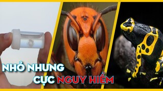 👉NHỮNG LOÀI VẬT SIÊU NHỎ MÀ VÔ CÙNG NGUY HIỂM | KHÁM PHÁ THẾ GIỚI |EXTREMELY DANGEROUS SMALL ANIMALS