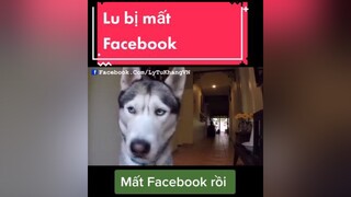 giaitri chócute chómèohàihước   Lu bị mất Facebook