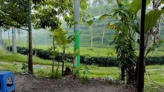 এই বৃষ্টি ভেজা দিনগুলো