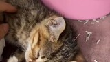 Kisah Zhuangzhuang, seekor anak kucing yang menderita Cerebral Palsy