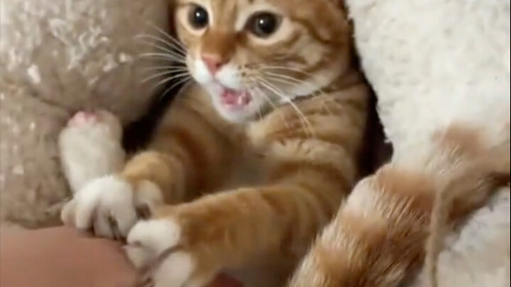 Come in and listen to these weird and quirky meows—so adorable!