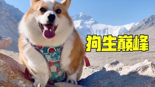 Showdown! I'm the dog who's seen the world