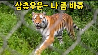 kisah Famous Tiger Family🐯